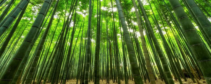 Why is bamboo sustainable?