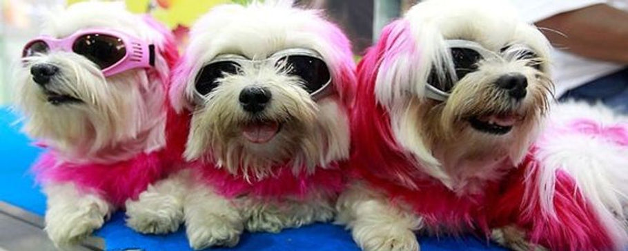 Animals in sunglasses